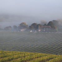 Vignes dans la brume