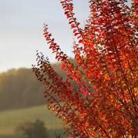 Couleurs d'automne